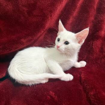 Montreal -  Domestic Short Hair Cat for Adoption in Brea, California - Montreal | PetCurious