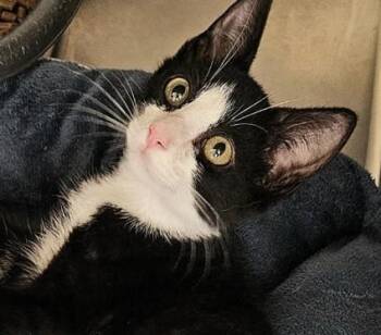 Clark -  Domestic Short Hair Cat for Adoption in Covington, Louisiana - Clark | PetCurious
