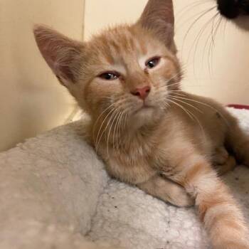 Bee -  Domestic Short Hair Cat for Adoption in Dayton, Ohio - Bee | PetCurious