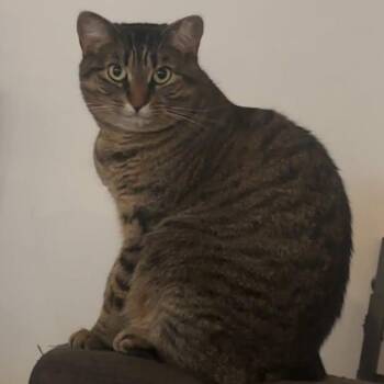 Stella - An Affectionate Lovebug -  Tabby Cat for Adoption in Hamilton, Ontario - Stella - An Affectionate Lovebug | PetCurious