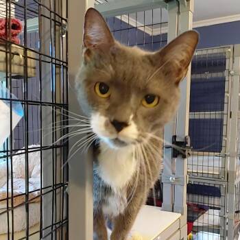 Luke -  Domestic Short Hair Cat for Adoption in Littleton, New Hampshire - Luke | PetCurious