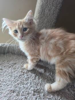 Blaze -  Domestic Long Hair Cat for Adoption in Overland Park, Kansas - Blaze | PetCurious