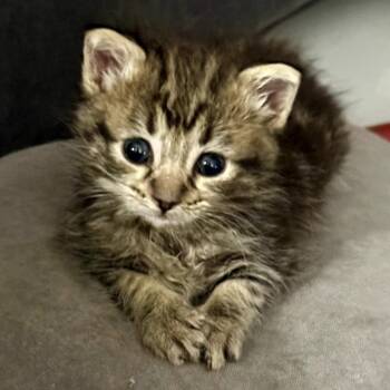 Domestic Short Hair Cats Available for Adoption in Long Beach, California - Athena | PetCurious