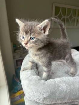 Freckles -  Domestic Medium Hair Cat for Adoption in Urbandale, Iowa - Freckles | PetCurious