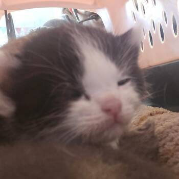 Jill -  Domestic Short Hair Cat for Adoption in San Jacinto, California - Jill | PetCurious