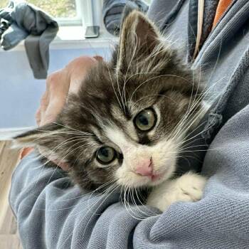 Rescue Domestic Short Hair Cats for Adoption in Woodstock, Virginia - Locke May | PetCurious