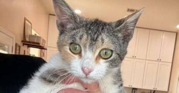 Domestic Short Hair Cats Available for Adoption in Thatcher, Arizona - Toni | PetCurious