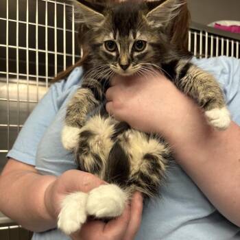 Domestic Medium Hair Cats Available for Adoption in Spokane, Washington - Tofu | PetCurious