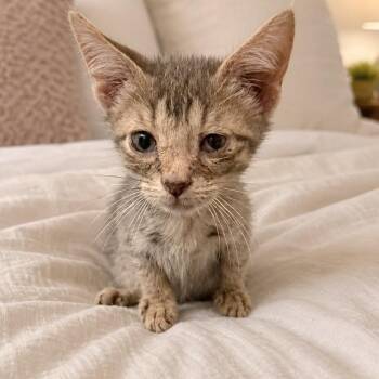 Pebble (in Stevensville, MD) -  Domestic Short Hair Cat for Adoption - Pebble (in Stevensville, MD) | PetCurious