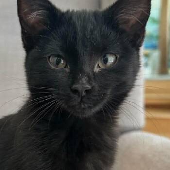 Dolly Parton Theobald -  Domestic Short Hair Cat for Adoption in Eagle Mountain, Utah - Dolly Parton Theobald | PetCurious
