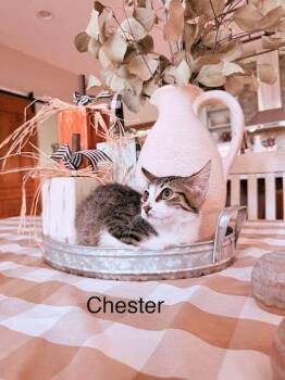 Chester -  Domestic Short Hair Cat for Adoption in Groveland, Massachusetts - Chester | PetCurious