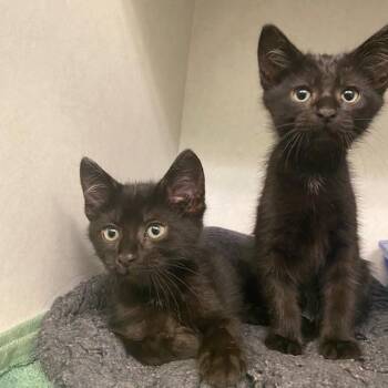 Ebon -  Domestic Short Hair Cat for Adoption in Dayton, Ohio - Ebon | PetCurious