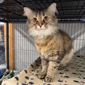 Rescue Domestic Medium Hair Cats for Adoption in Puslinch, Ontario - Sweet Tea | PetCurious