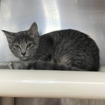 Rescue Domestic Short Hair Cats for Adoption in Roanoke, Virginia - ABBA | PetCurious