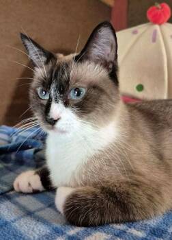 Catpuccino -  Siamese and Snowshoe Cat for Adoption in Rutherfordton, North Carolina - Catpuccino | PetCurious