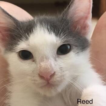 Rescue Domestic Short Hair Cats for Adoption in Cumming, Georgia - Reed | PetCurious