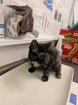 Bluebell -  Domestic Short Hair Cat for Adoption in South Bend, Indiana - Bluebell | PetCurious
