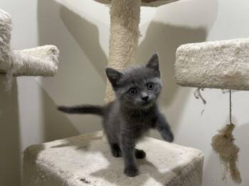 John -  Domestic Short Hair Cat for Adoption in Herndon, Virginia - John | PetCurious