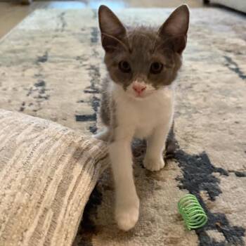 Sharky -  Domestic Short Hair Cat for Adoption in Roswell, Georgia - Sharky | PetCurious