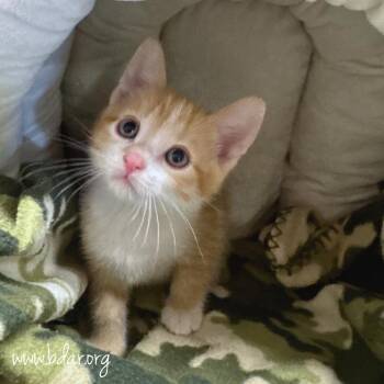 Chewbacca -  Domestic Short Hair Cat for Adoption in Cheyenne, Wyoming - Chewbacca | PetCurious