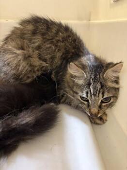 Golden Tempo -  Domestic Medium Hair Cat for Adoption in Morristown, Tennessee - Golden Tempo | PetCurious