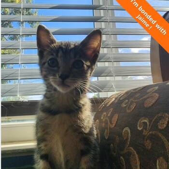 June -  Domestic Short Hair Cat for Adoption in Pleasant Hill, California - June | PetCurious