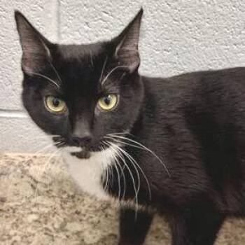 Domestic Short Hair Cats Available for Adoption - Talula | PetCurious