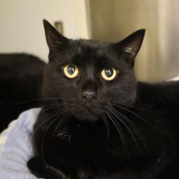 Domestic Short Hair Cats Available for Adoption in Briarcliff Manor, New York - IPad | PetCurious