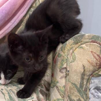 Tusk -  Domestic Short Hair Cat for Adoption in Fairmont, West Virginia - Tusk | PetCurious