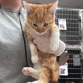 Allspice 26-08-047 -  Domestic Short Hair Cat for Adoption in Bastrop, Texas - Allspice 26-08-047 | PetCurious