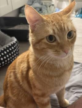 Domestic Short Hair Cats Available for Adoption in Maitland, Florida - Tony  | PetCurious