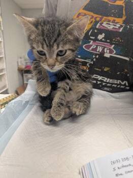 Crunchwrap -  Domestic Short Hair Cat for Adoption in Cincinnati, Ohio - Crunchwrap | PetCurious