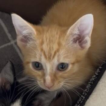 Velcro -  Domestic Short Hair Cat for Adoption in Greensboro, North Carolina - Velcro | PetCurious