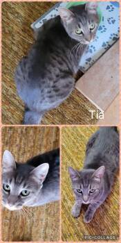 Tia -  Domestic Short Hair Cat for Adoption in Newberg, Oregon - Tia | PetCurious