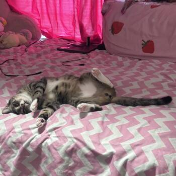 Sky -  American Shorthair Cat for Adoption in Lynchburg, Virginia - Sky | PetCurious