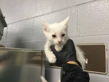 A1922192 -  Domestic Short Hair Cat for Adoption in Thousand Palms, California - A1922192 | PetCurious