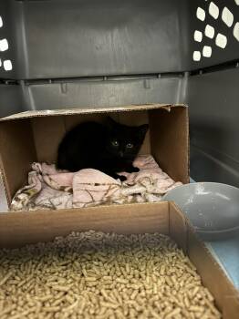 Domestic Short Hair Cats Available for Adoption - Gremlin | PetCurious