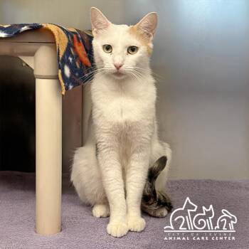 Domestic Short Hair Cats Available for Adoption in Irvine, California - SUGAR | PetCurious