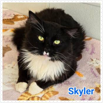 Domestic Long Hair Cats Available for Adoption in North Saint Paul, Minnesota - Skyler | PetCurious