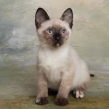 Mango - Chatty Lovebug - Coming Soon -  Siamese Cat for Adoption in League City, Texas - Mango - Chatty Lovebug - Coming Soon | PetCurious