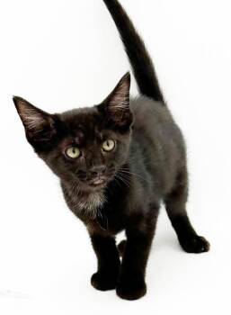 Refried Beans is beyond adorable - she