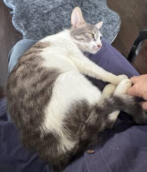 Rescue Egyptian Mau Cats for Adoption in Brampton, Ontario - Toran | PetCurious