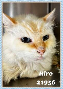 HIRO -  Domestic Medium Hair and Siamese Cat for Adoption in Marietta, Georgia - HIRO | PetCurious