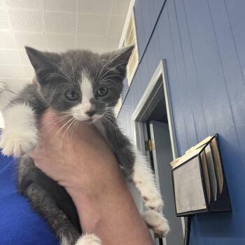 Brie -  Domestic Short Hair Cat for Adoption in Potomac, Maryland - Brie | PetCurious