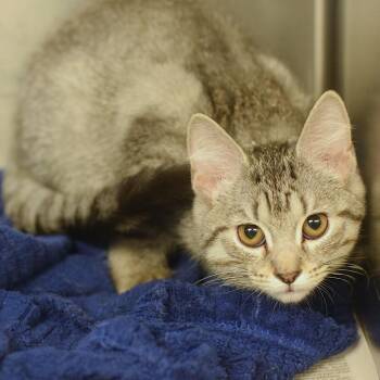 Chips -  Domestic Short Hair Cat for Adoption in Belleville, Illinois - Chips | PetCurious