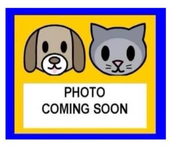 ARNOLD -  Domestic Short Hair Cat for Adoption in San Antonio, Texas - ARNOLD | PetCurious