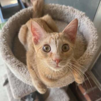 Nemo -  Domestic Short Hair Cat for Adoption in Warr Acres, Oklahoma - Nemo | PetCurious