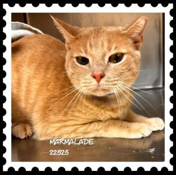 MARMALADE -  Domestic Short Hair Cat for Adoption in Marietta, Georgia - MARMALADE | PetCurious