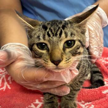 Hocus -  Domestic Short Hair Cat for Adoption in Newark, New Jersey - Hocus | PetCurious