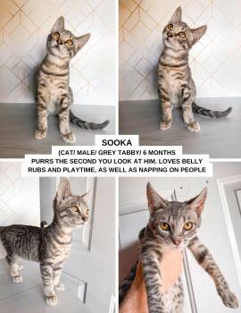 Rescue Domestic Short Hair Cats for Adoption in Tustin, California - Sooka | PetCurious